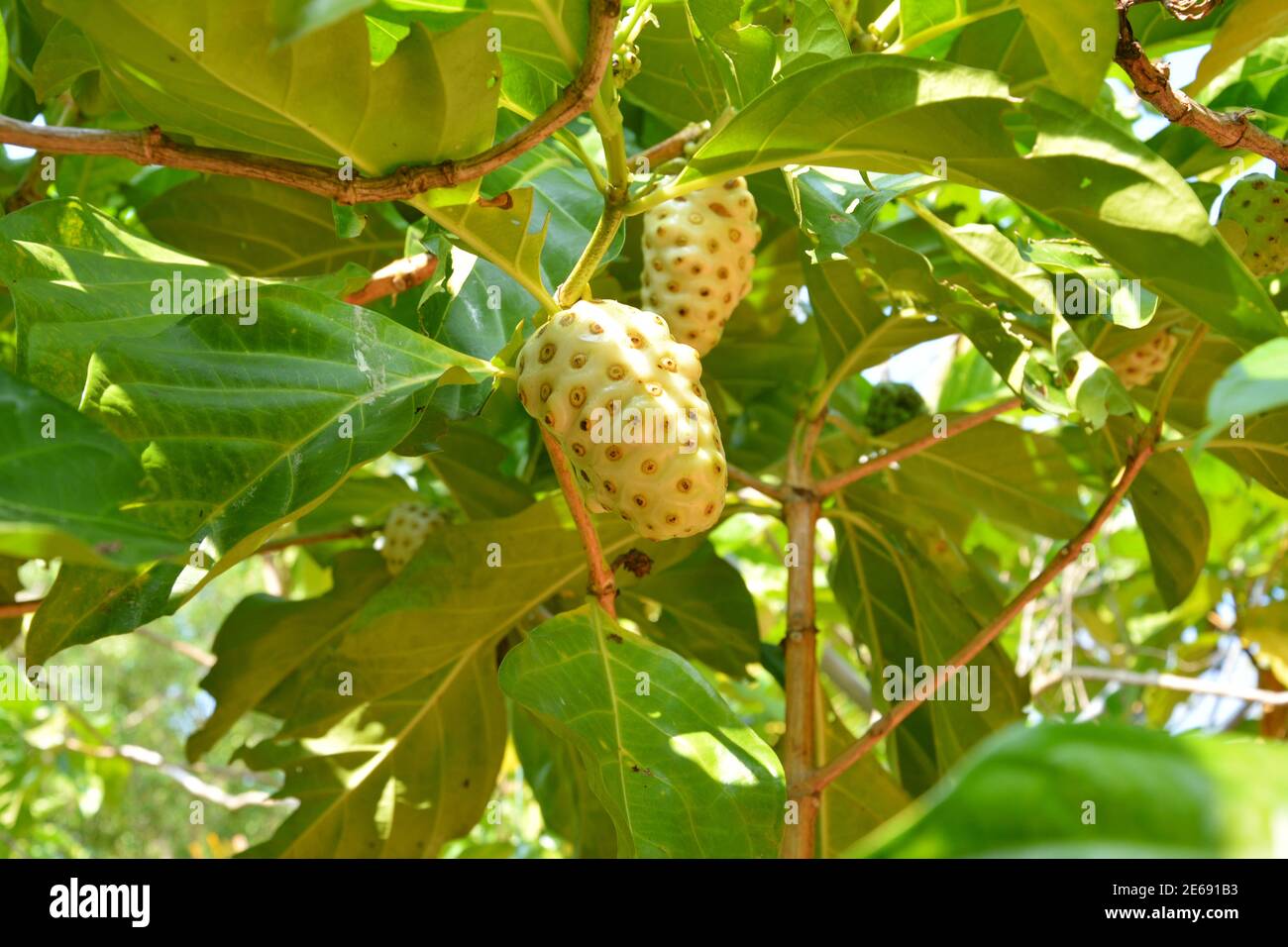 deux fruits noni sur la branche sous les feuilles dedans jour ensoleillé Banque D'Images