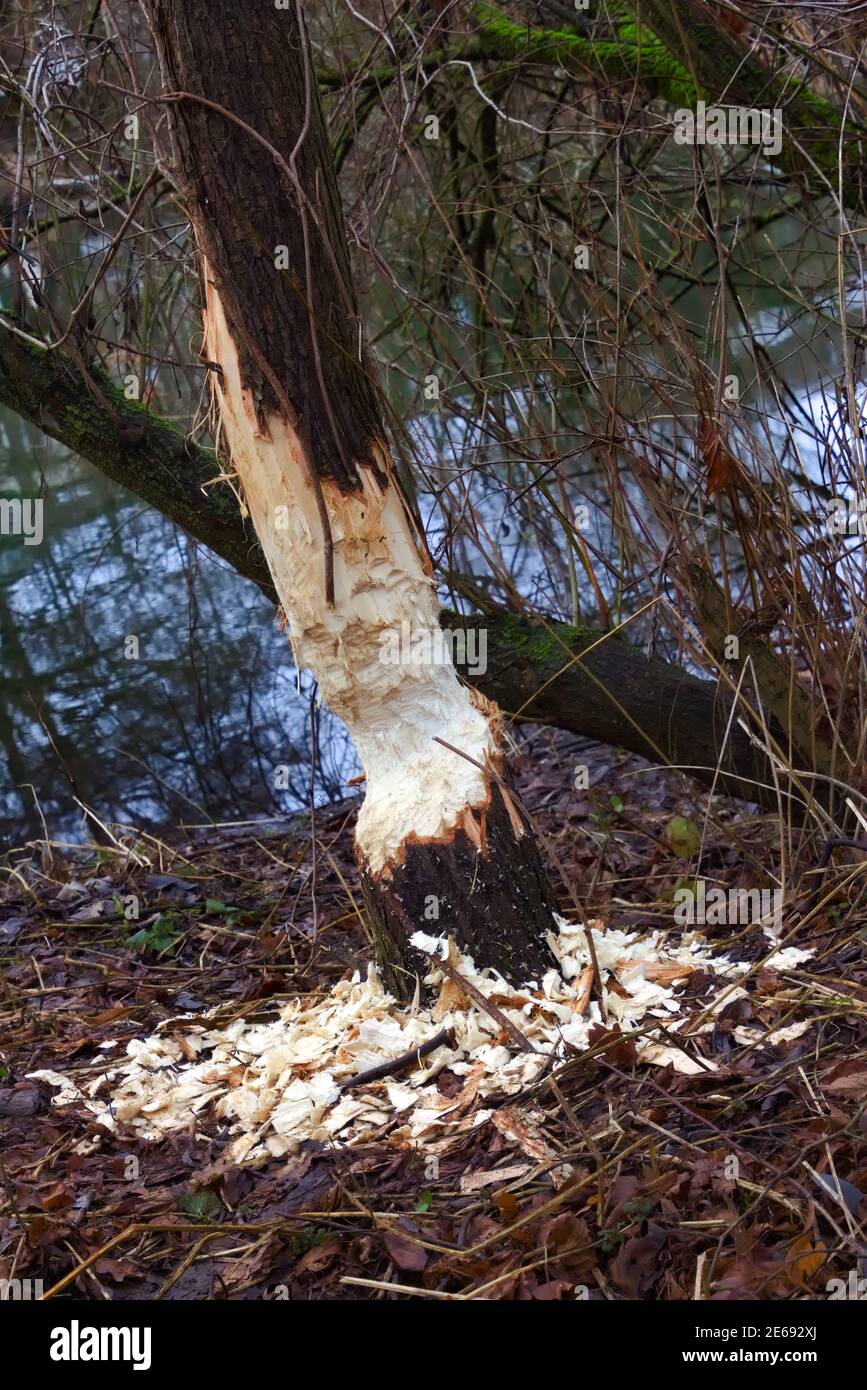 Dommage causé par un castor à un tronc d'arbre près de une rivière Banque D'Images