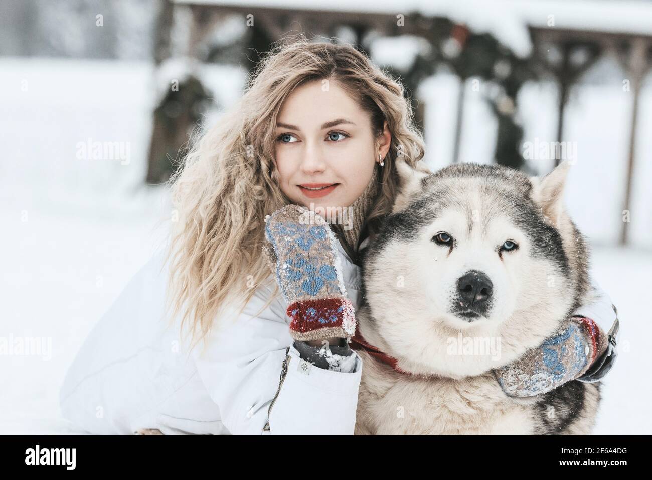 La jeune fille se promette sur un traîneau avec des huskies sibériennes dans la forêt d'hiver. Animaux de compagnie. Husky. Poster d'art Husky, impression Husky, Banque D'Images