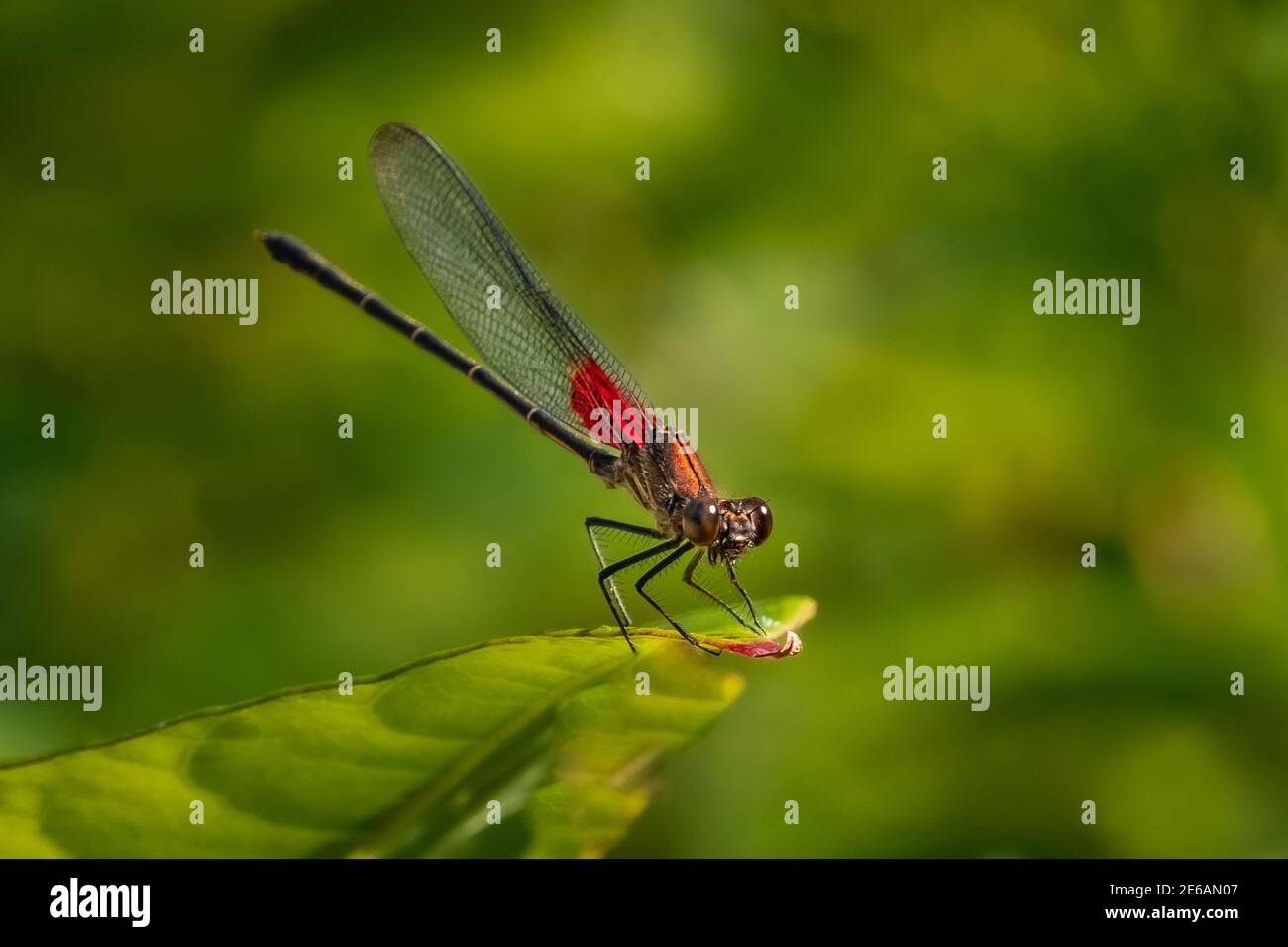 Un Rubyspot américain Damselfly (Hetaerina americana) pose sur le bord d'une feuille pour un portrait macro. Banque D'Images