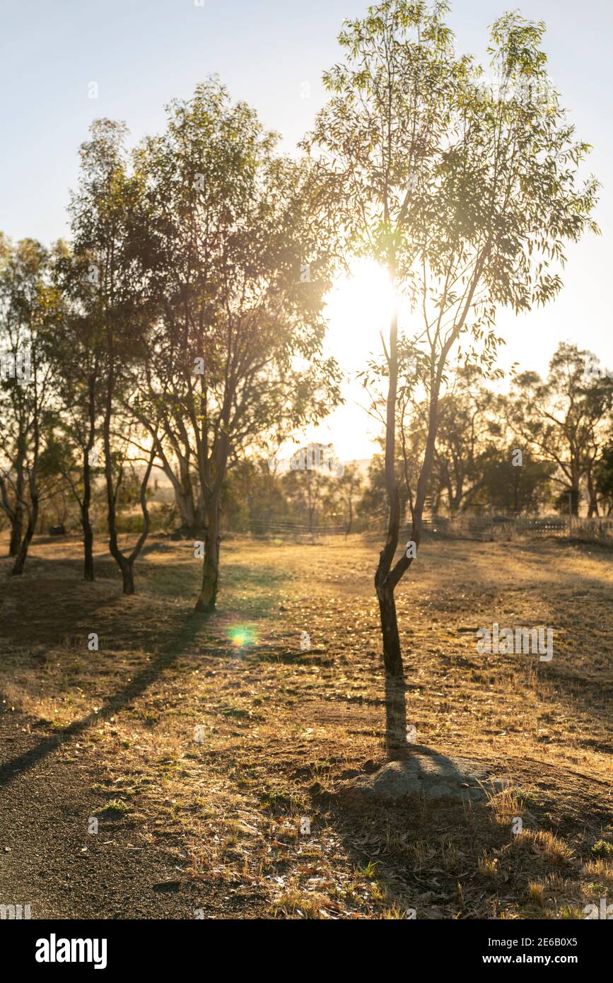 Eucalyptus dans un jardin paysager de plantes indigènes australiennes Banque D'Images