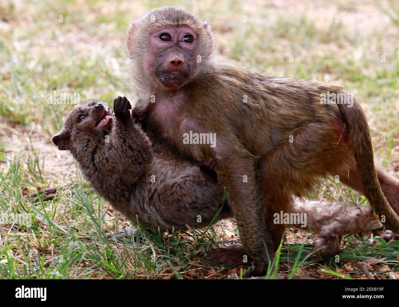 A Seven Months Old Yellow Baboon Papio Cynocephalus Carries A Galagos Also Known As A Bushbaby At The Animal Orphanage In The Kenya Wildlife Service Kws Headquarters In Nairobi June 10 11 Defying Nature A Seven Months Old Yellow Baboon Papio Cynocephalus Carries A Galagos Also Known As A Bushbaby At The Animal Orphanage In The Kenya Wildlife Service Kws Headquarters In Nairobi June 10 11 Defying Nature