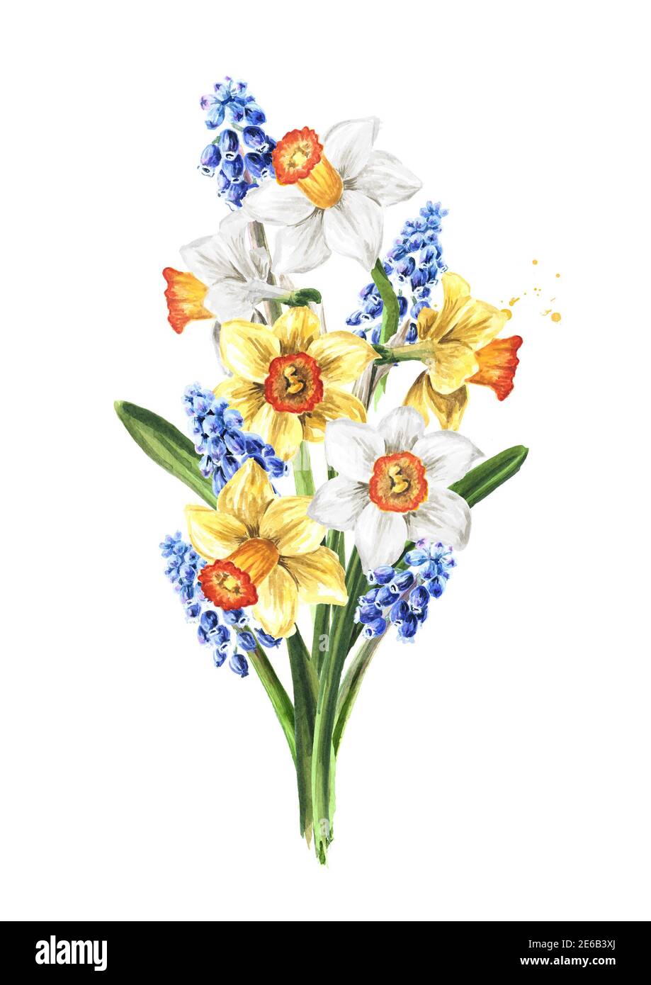 Bouquet de fleurs de printemps Narcisse et Muscari. Illustration aquarelle  dessinée à la main, isolée sur fond blanc Photo Stock - Alamy