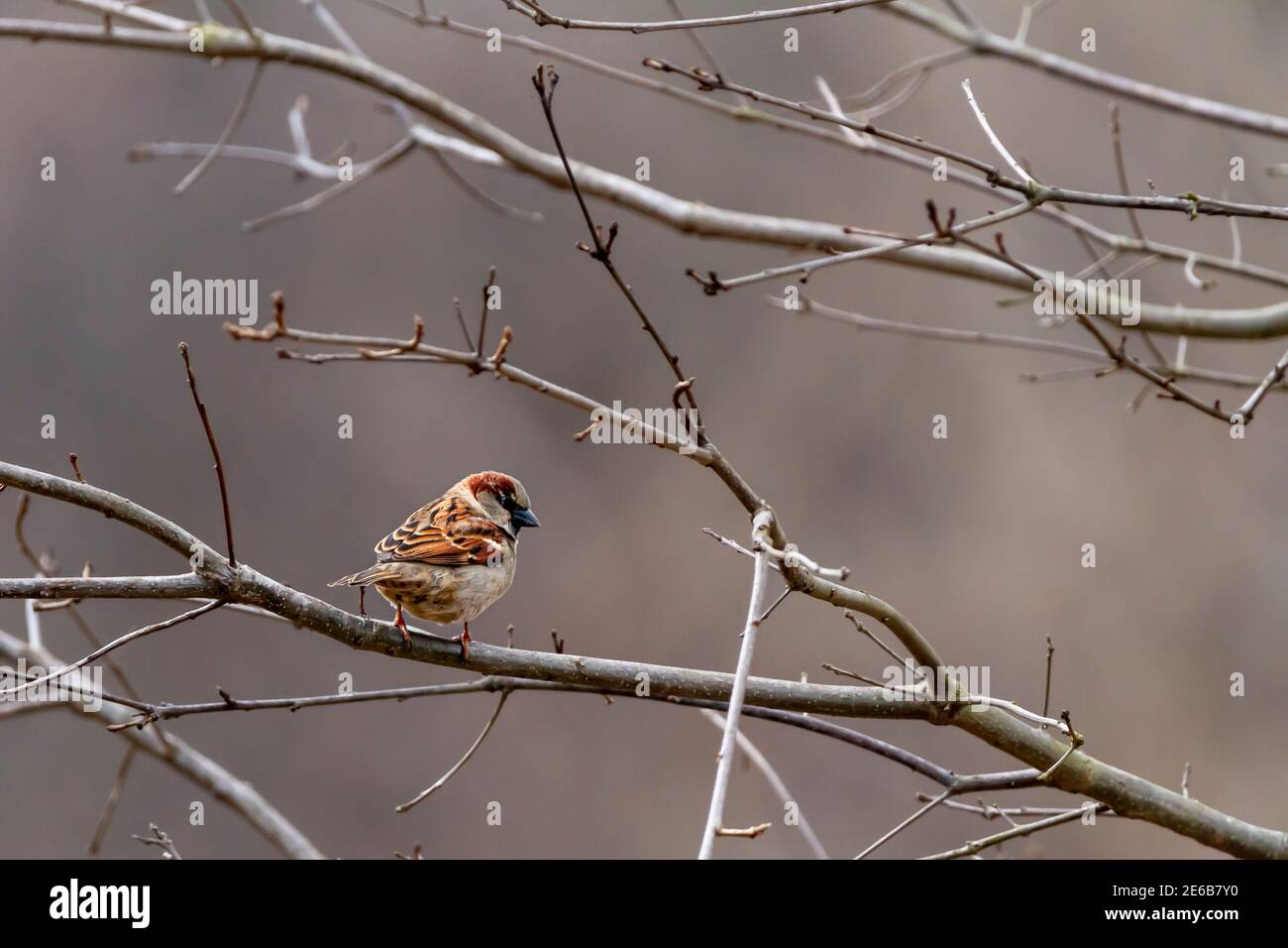 Un moineau de maison mâle adulte (Passer domesticus) perce sur une branche sans feuilles seulement en hiver. Il a des fourrures rouges brun clair et brun foncé dans son Banque D'Images