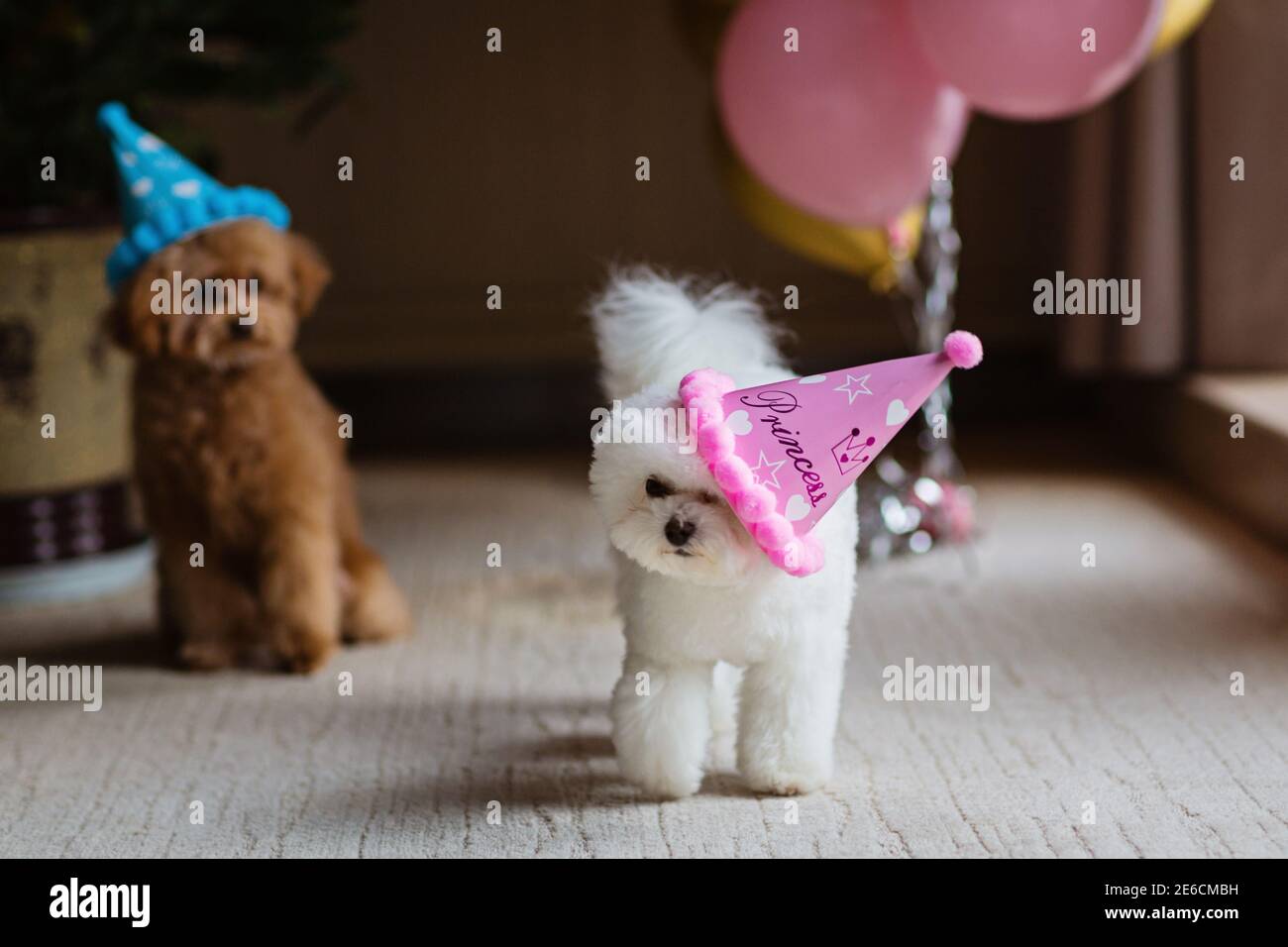 Joli Bichon Blanc Frise Et Teacup Poodle Chiens Celebrant L Anniversaire A La Maison Fete Domestique Avec Ballons A Air Chaud De Couleur Rose Et Or Articles Pour Animaux De Compagnie Photo Stock Joli Bichon Blanc Frise Et Teacup Poodle Chiens Celebrant L Anniversaire A La Maison Fete Domestique Avec Ballons A Air Chaud De Couleur Rose Et Or Articles Pour Animaux De Compagnie Photo Stock