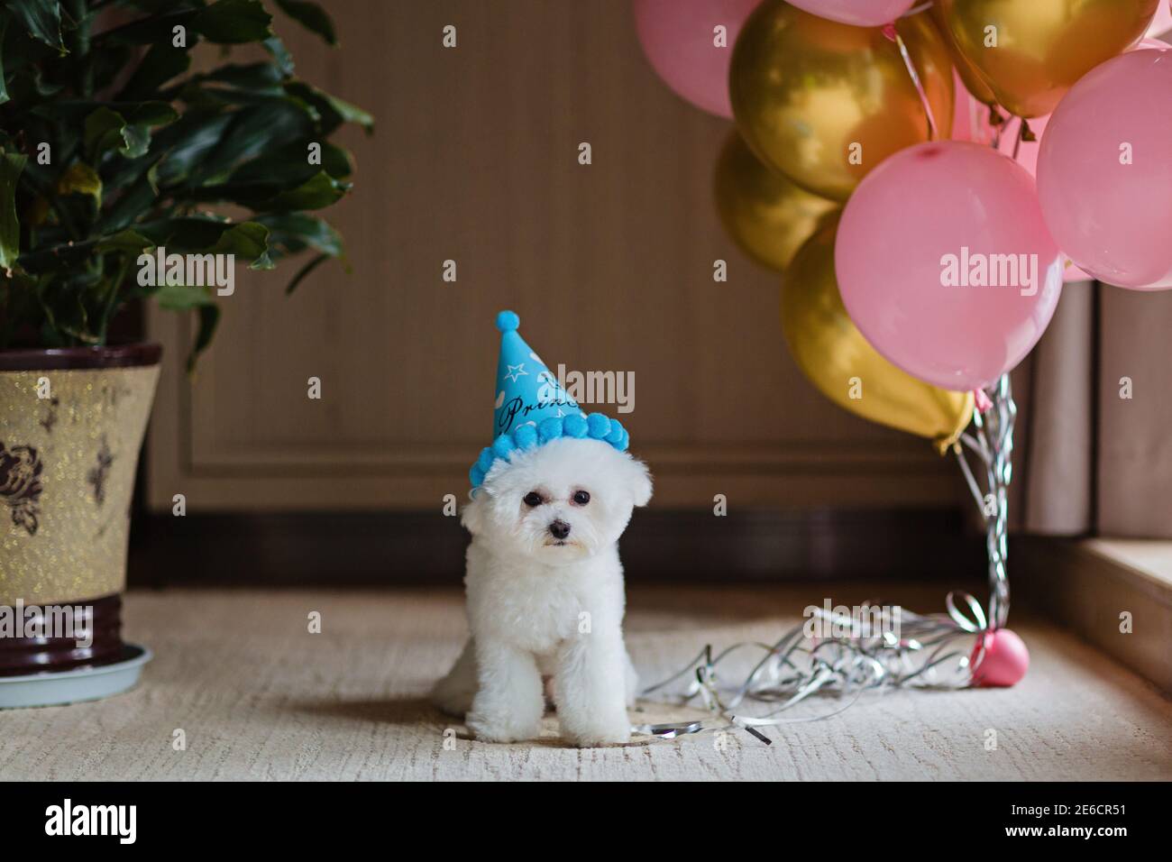 Joli Chien Blanc Bichon Frise Celebrant Son Anniversaire A La Maison Fete Domestique Avec Ballons A Air Chaud De Couleur Rose Et Or Photo Stock Alamy Joli Chien Blanc Bichon Frise Celebrant Son Anniversaire A La Maison Fete Domestique Avec Ballons A Air Chaud De Couleur Rose Et Or Photo Stock Alamy