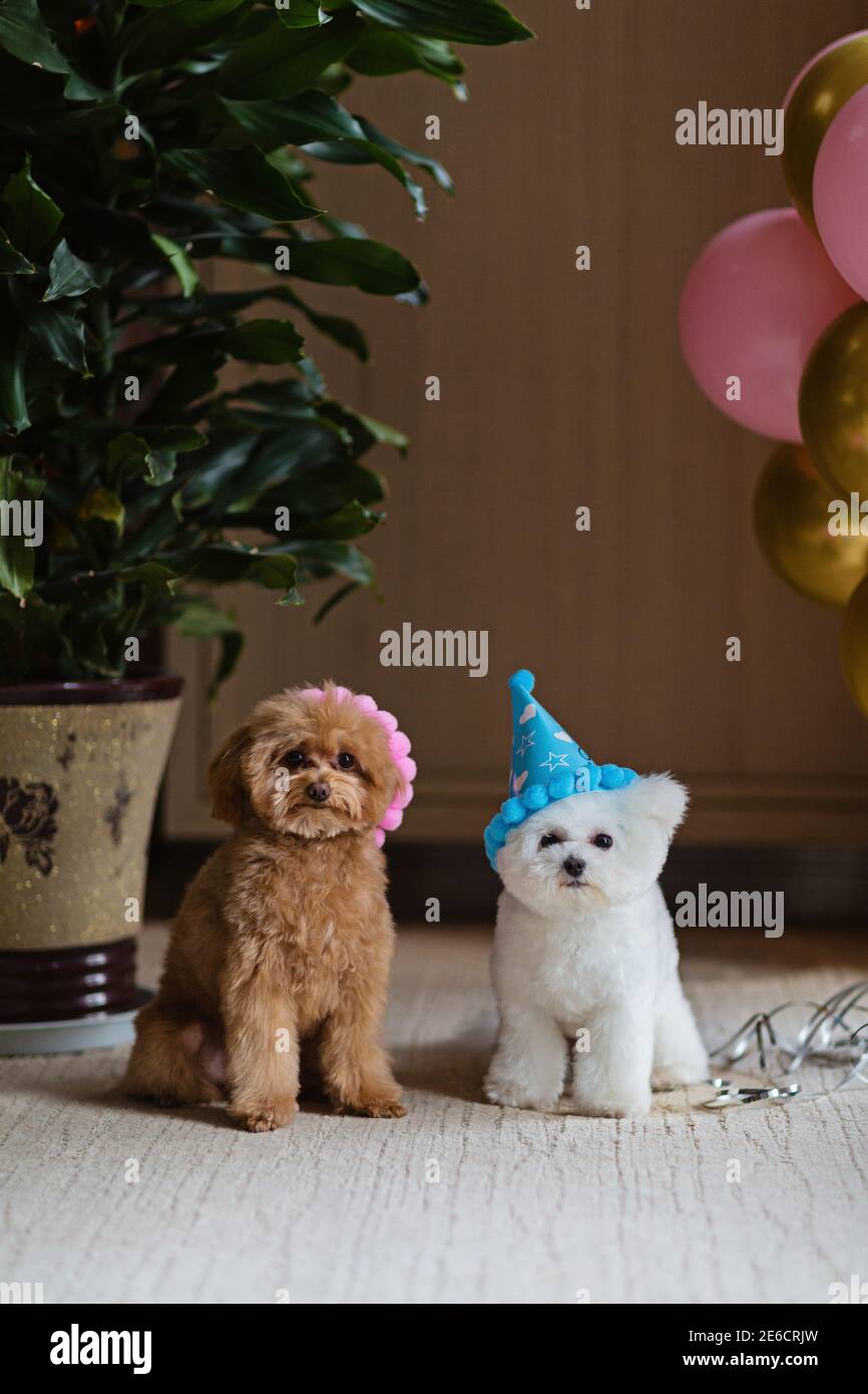Joli Bichon Blanc Frise Et Teacup Poodle Chiens Celebrant L Anniversaire A La Maison Fete Domestique Avec Ballons A Air Chaud De Couleur Rose Et Or Articles Pour Animaux De Compagnie Photo Stock