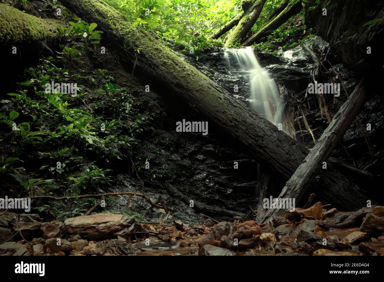 Une petite cascade sur le lit d'une crique étroite au milieu de la forêt tropicale de Kalimantan, qui est utilisée comme source d'eau primaire pour la communauté traditionnelle vivant dans la maison longue de Sungai Utik dans le district d'Embaloh Hulu, Kapuas Hulu regency, province du Kalimantan occidental, Indonésie. Banque D'Images