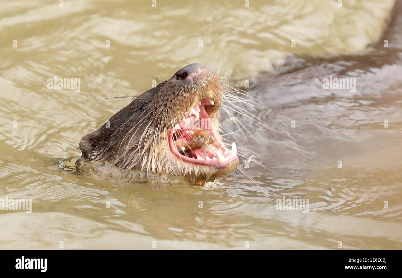 Peterborough, Royaume-Uni. 27 janvier 2021. Une loutre mangeant un poisson 'Daddy Ruffe', cette loutre faisait partie d'une famille qui a été vue plus souvent récemment dans la rivière Nene à Orton, Peterborough, Cambridgeshire. Crédit : Paul Marriott/Alay Live News Banque D'Images