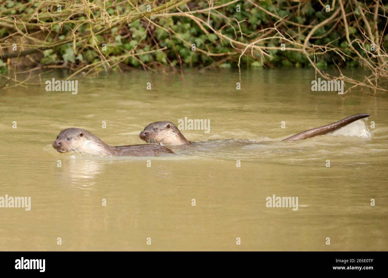 Peterborough, Royaume-Uni. 27 janvier 2021. Une famille de loutres qui ont été vus plus souvent récemment dans la rivière Nene à Orton, Peterborough, Cambridgeshire. Crédit : Paul Marriott/Alay Live News Banque D'Images