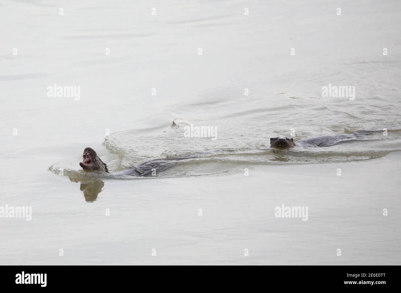 Peterborough, Royaume-Uni. 27 janvier 2021. Une famille de loutres qui ont été vus plus souvent récemment dans la rivière Nene à Orton, Peterborough, Cambridgeshire. Crédit : Paul Marriott/Alay Live News Banque D'Images