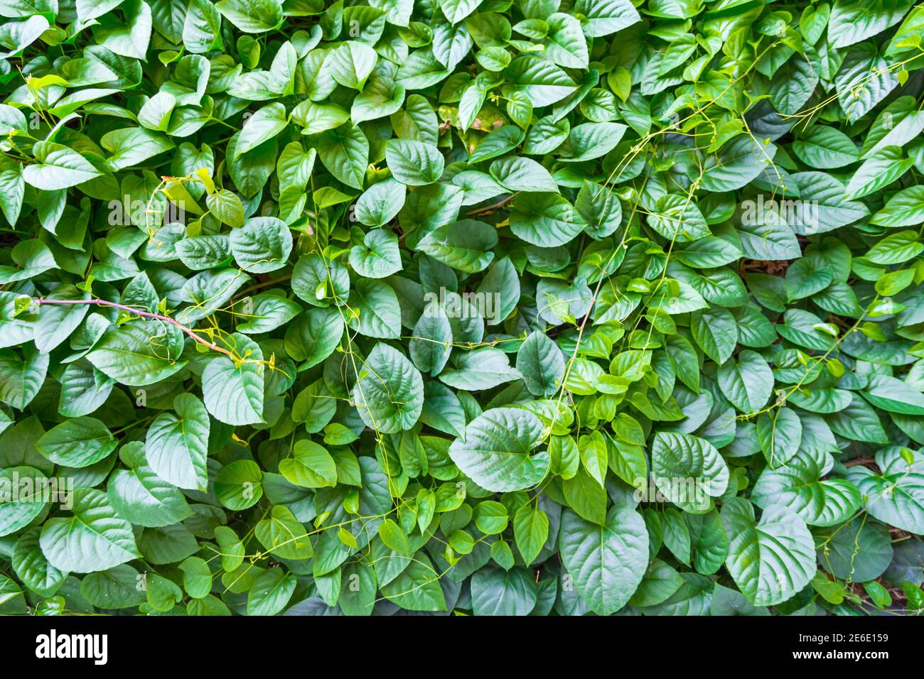 feuille verte pour l'arrière-plan Banque D'Images