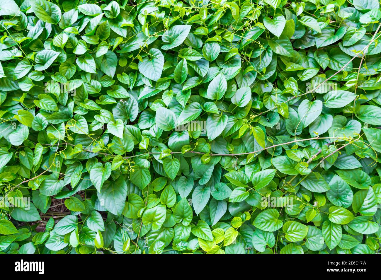 feuille verte pour l'arrière-plan Banque D'Images