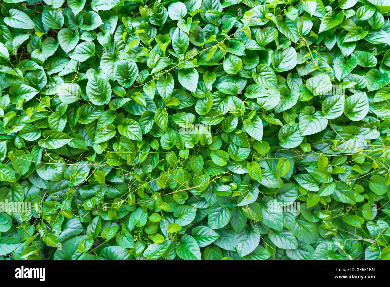 feuille verte pour l'arrière-plan Banque D'Images
