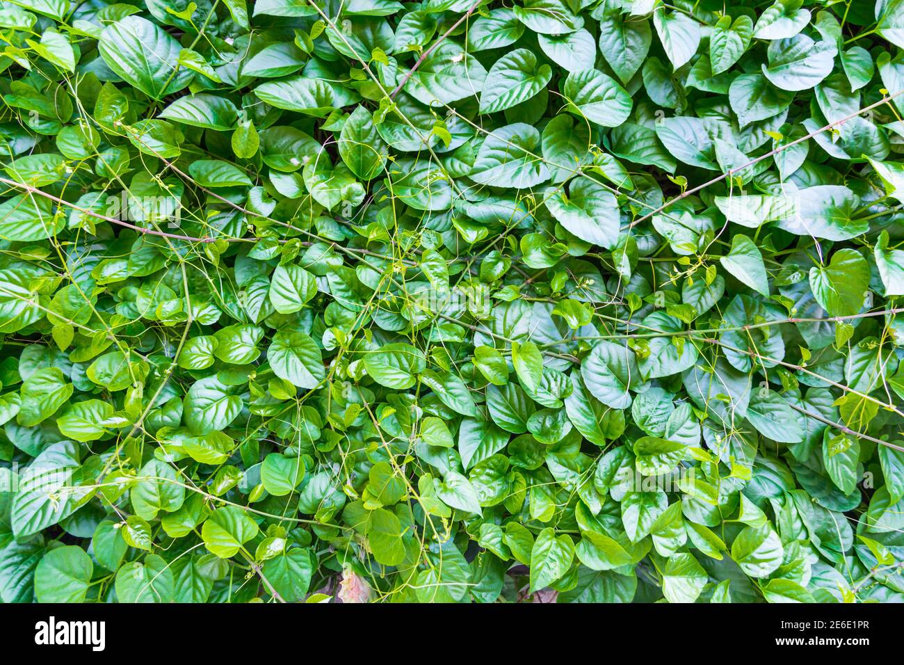 feuille verte pour l'arrière-plan Banque D'Images
