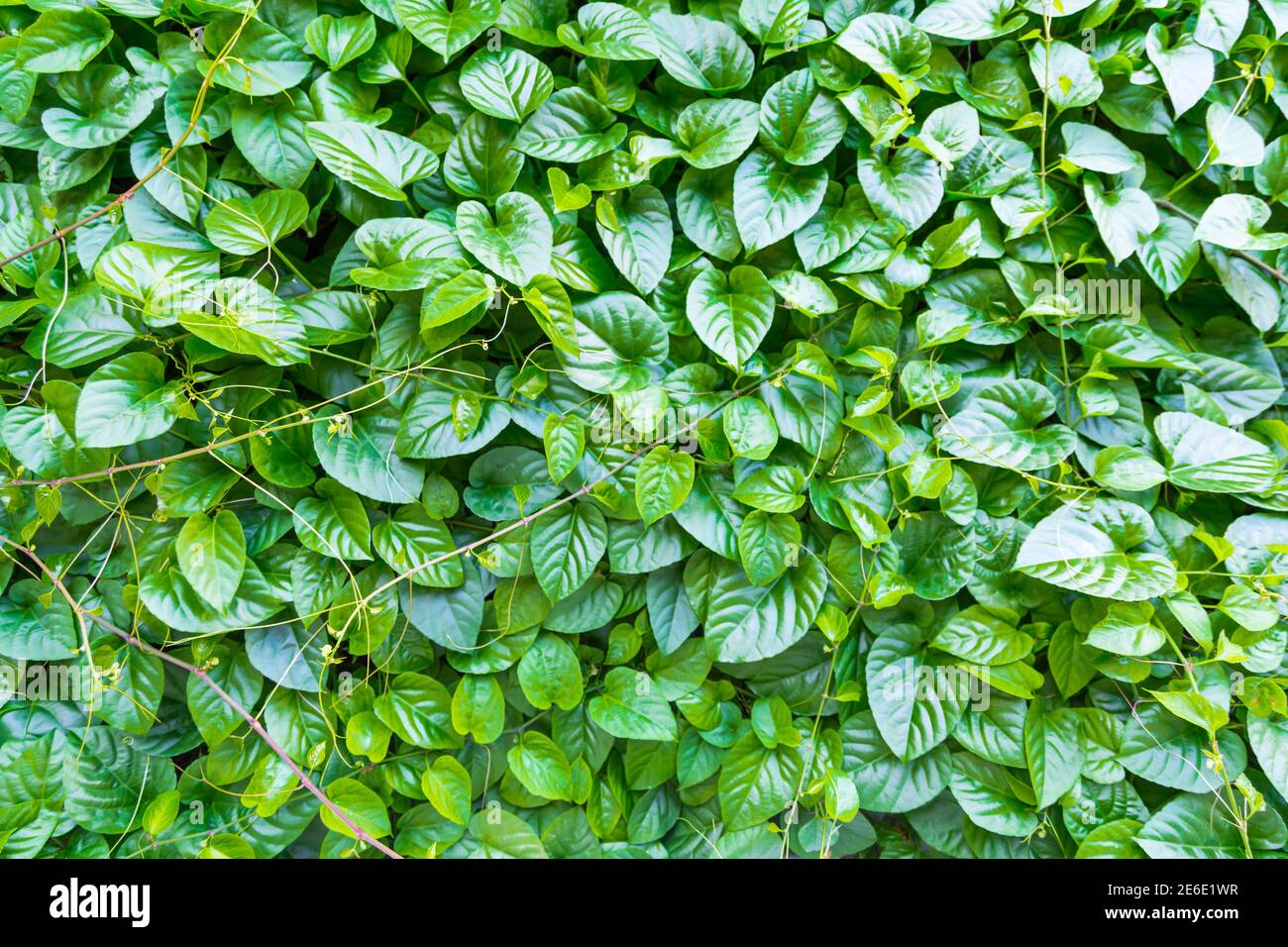 feuille verte pour l'arrière-plan Banque D'Images