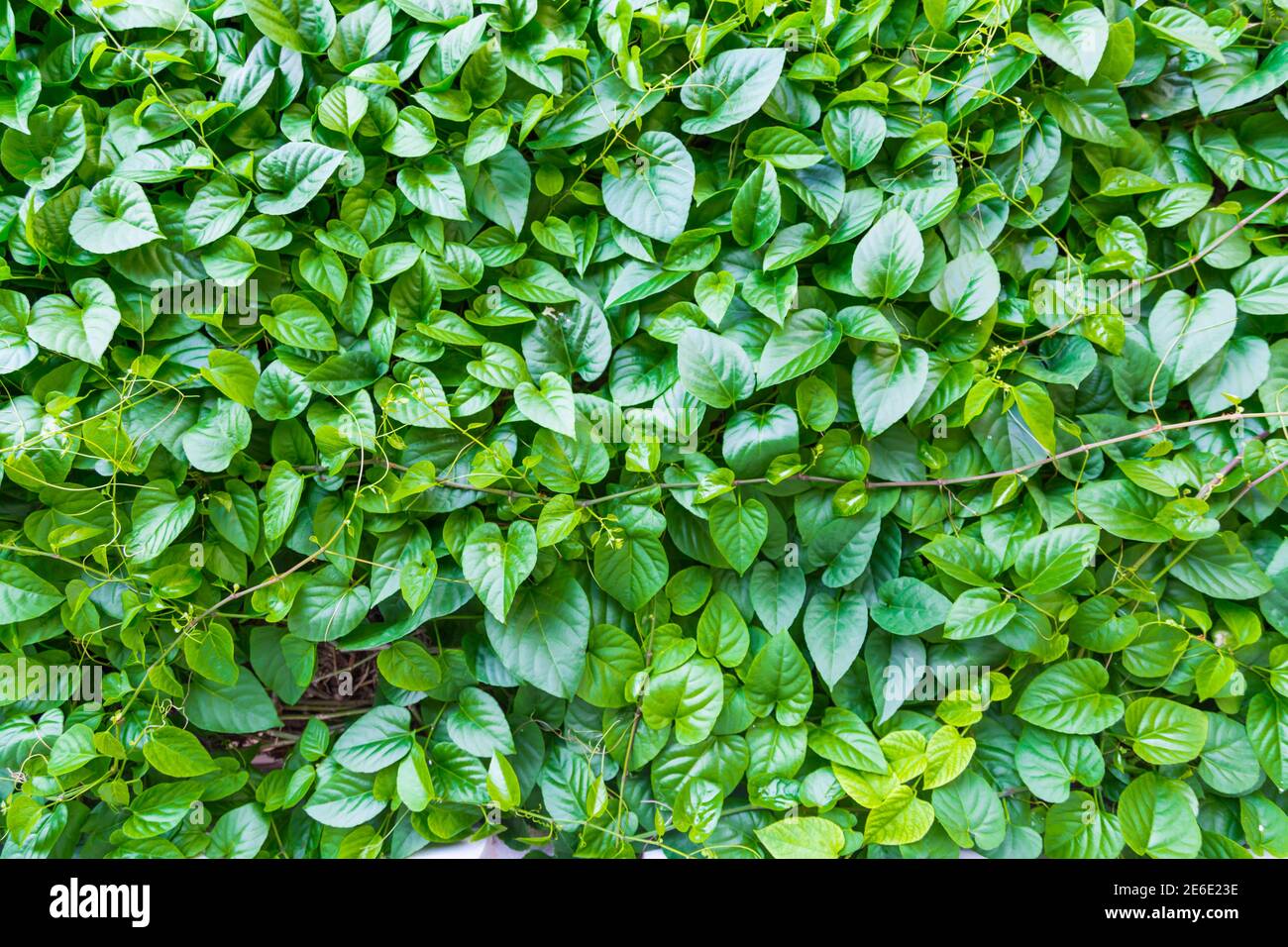 feuille verte pour l'arrière-plan Banque D'Images