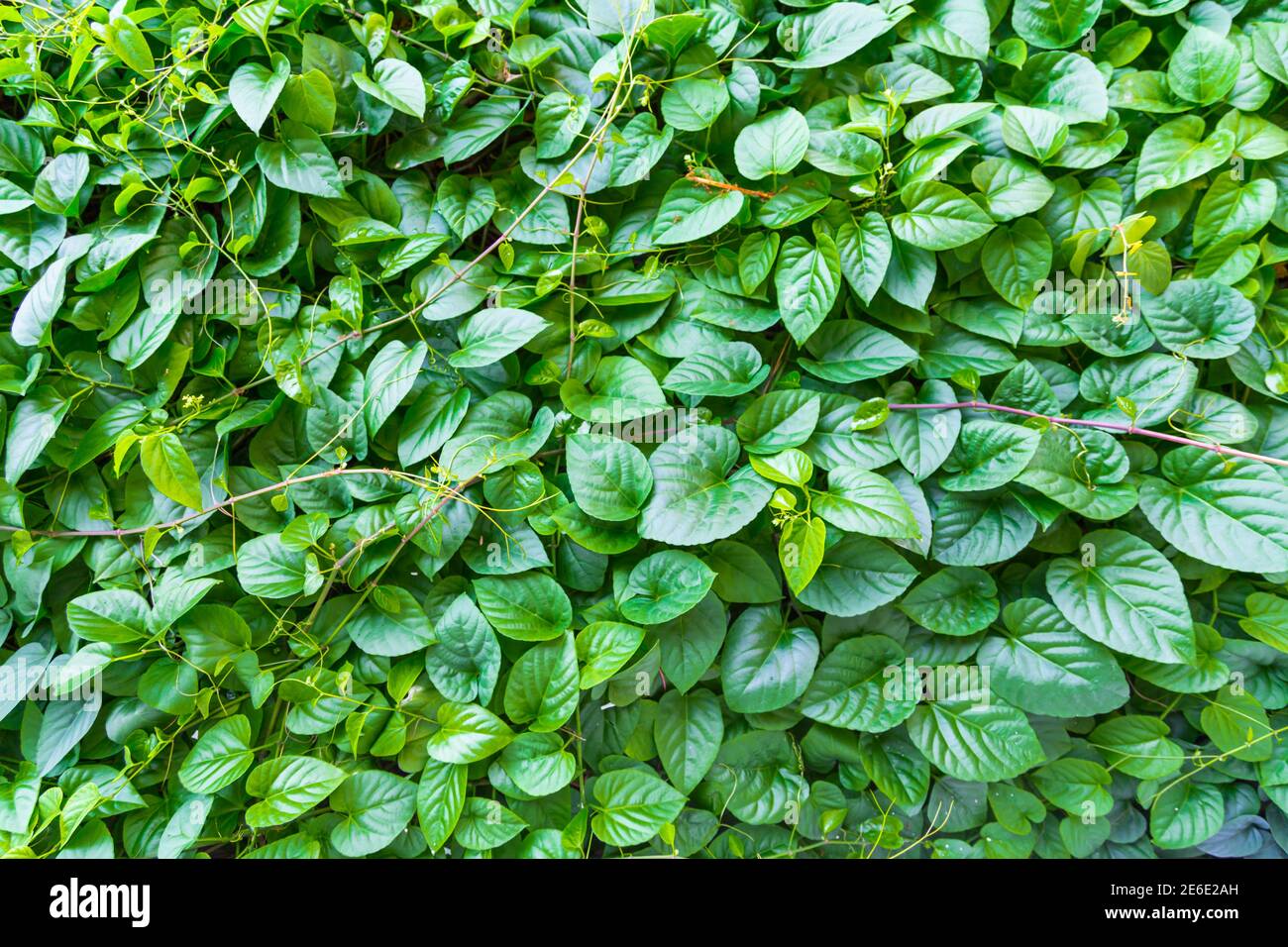 feuille verte pour l'arrière-plan Banque D'Images