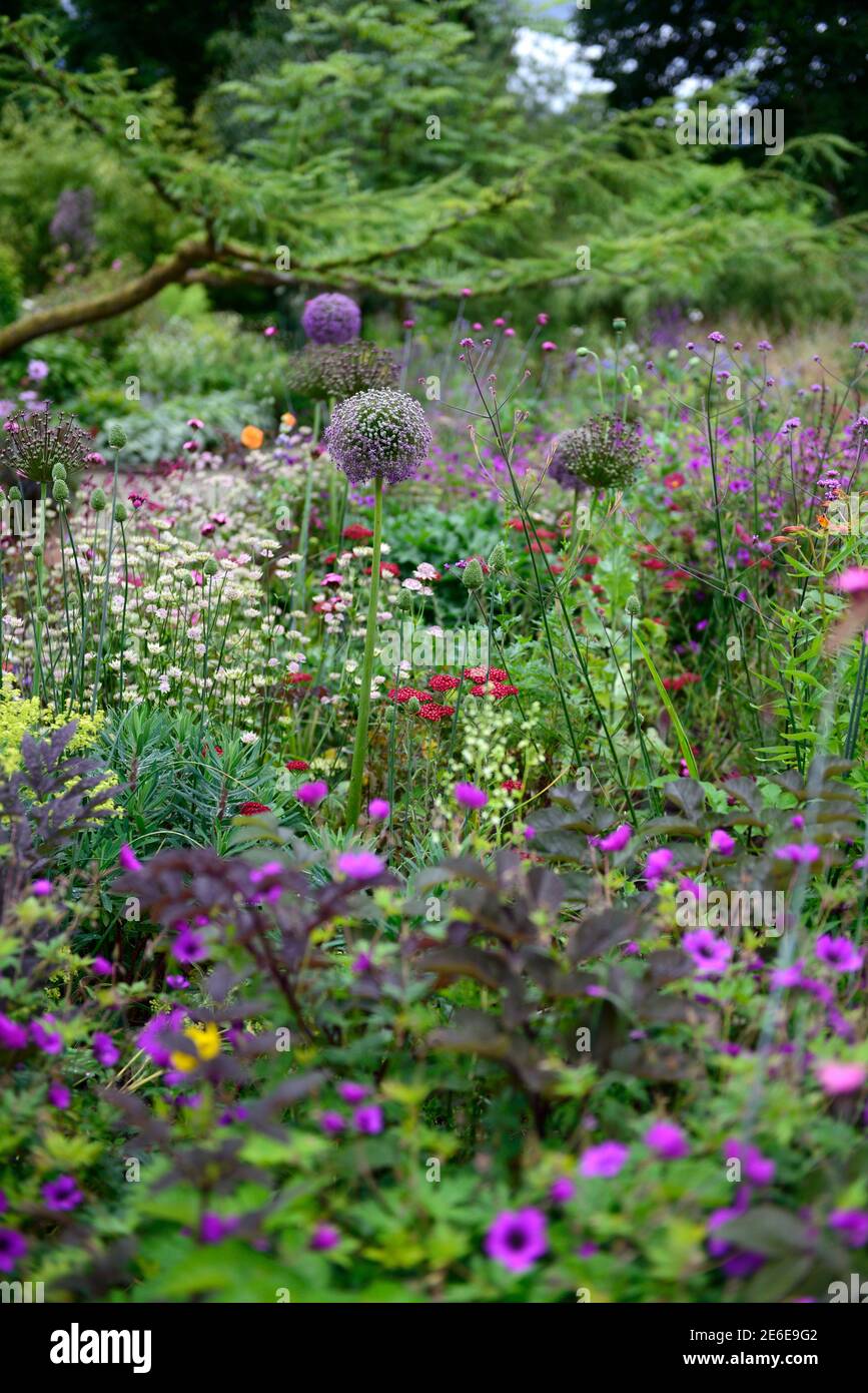 allium pourpre sensation,géranium anne thomson,astrantia,verveine bonariensis,achillea,bordure mixte,lit mixte,plan de plantation mixte,plantes perniales,RM Floral Banque D'Images