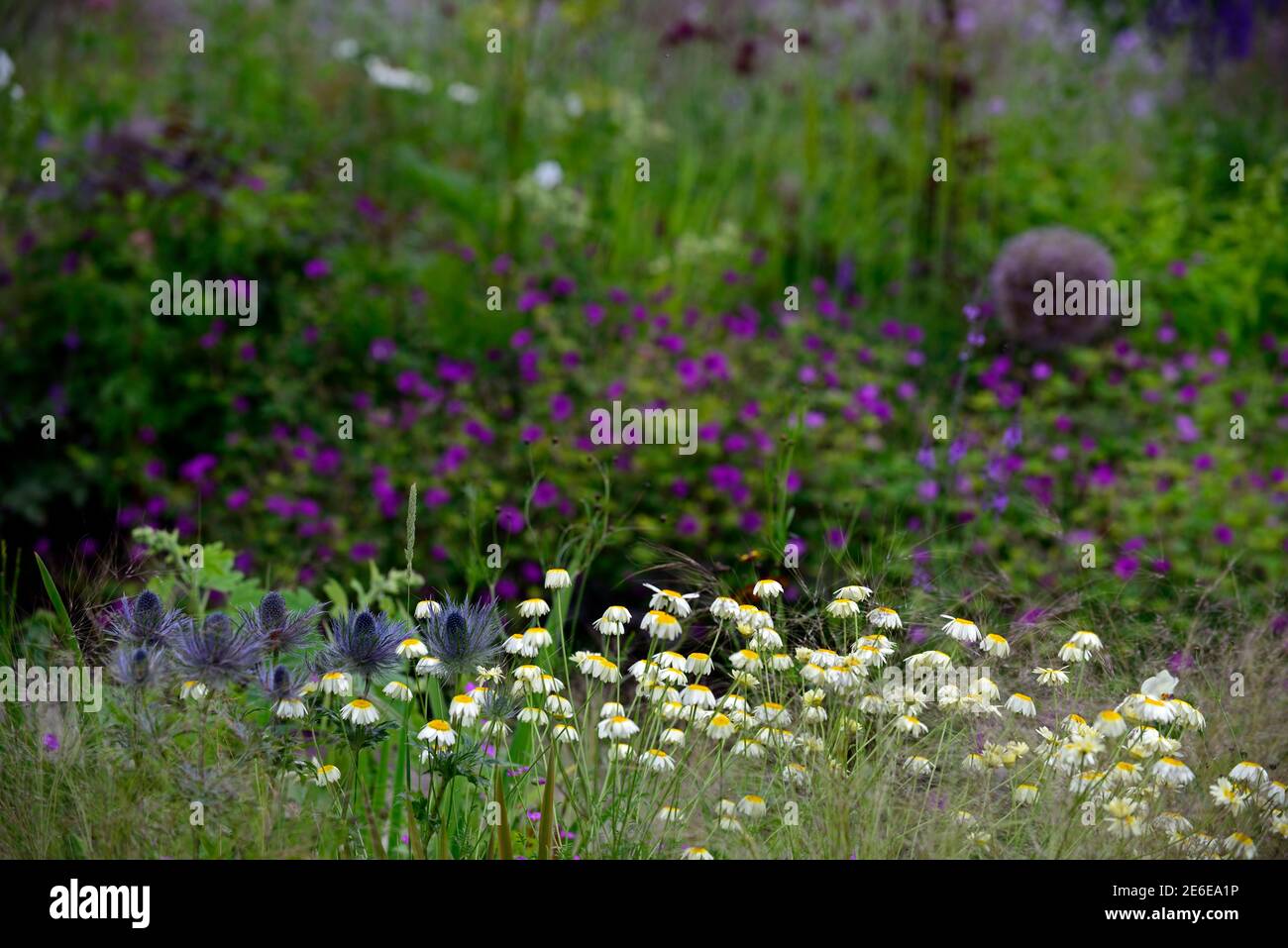 Anthemis tinctoria sauce hollandaise, sauce de camomille de dyer hollandaise, pâquerettes de crème, pâquerettes de jaune crémeux, pâquerette, eryngium Étoile bleue d'alpinum, alpestre Banque D'Images