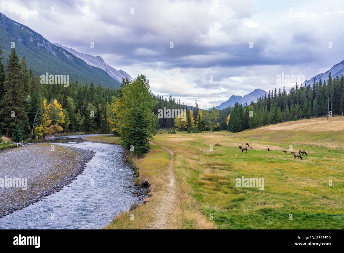 Un troupeau de wapitis sauvages qui se forge et se reposent dans la prairie près de la rivière Bow, au bord de la forêt, en automne, saison des feuillages. Parc national Banff Banque D'Images