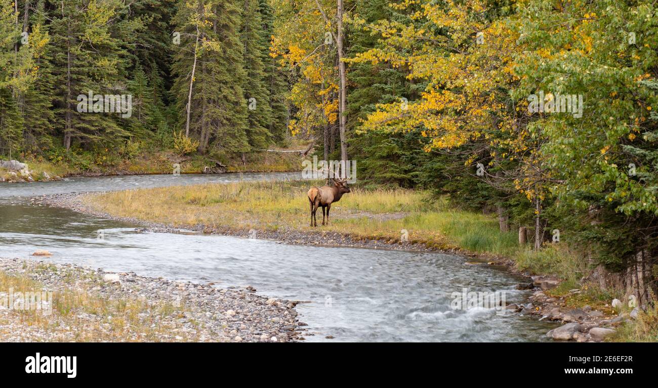 Wapiti sauvage de taureau reposant et fourrageant seul au bord de la forêt en saison des feuillages d'automne. Parc national Banff, Rocheuses canadiennes. Alberta, Canada. Banque D'Images