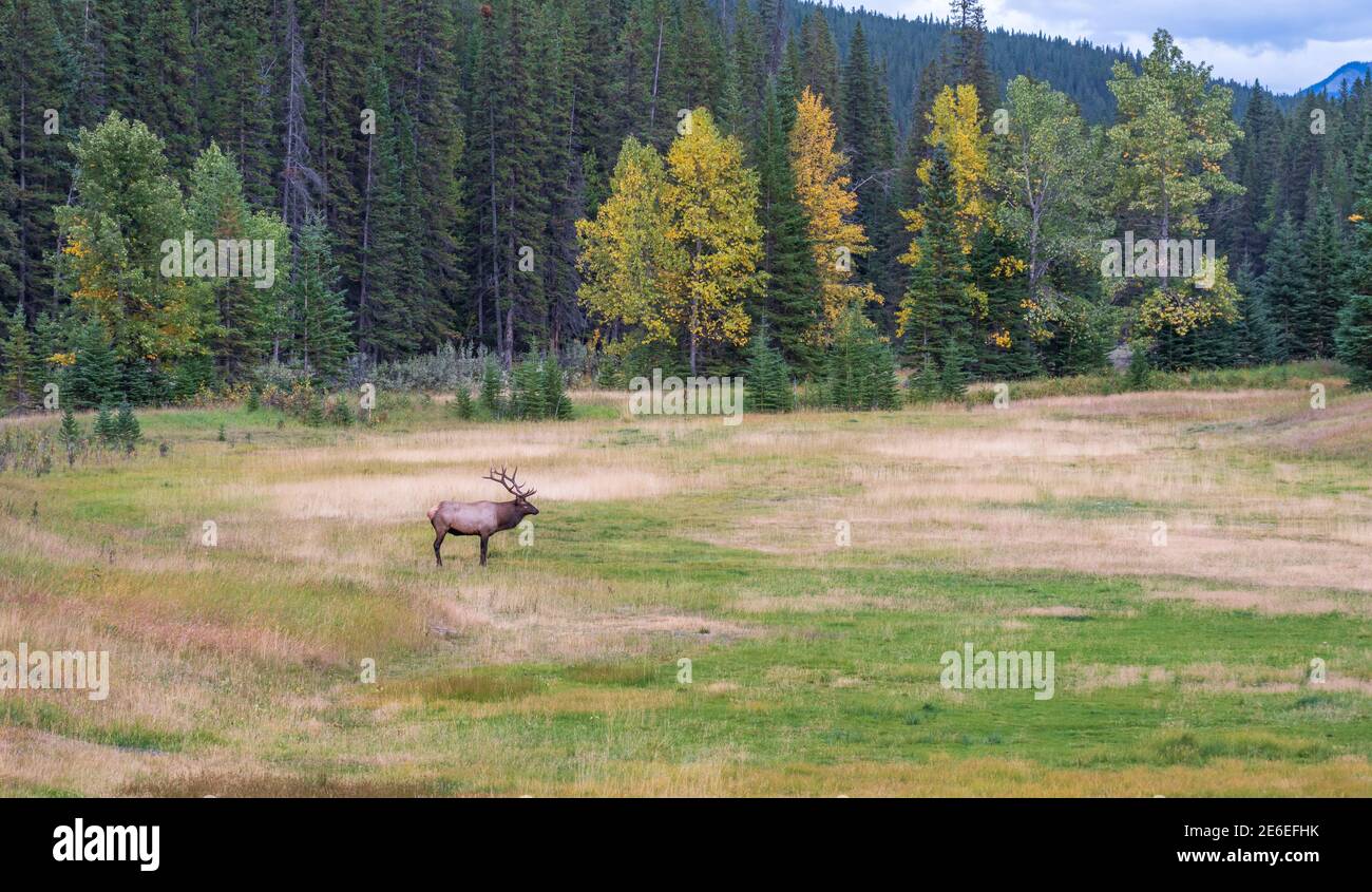 Wapiti de taureau sauvage se reposant seul dans la prairie au bord de la forêt en saison de feuillage d'automne. Parc national Banff, Rocheuses canadiennes. Alberta, Canada. Banque D'Images