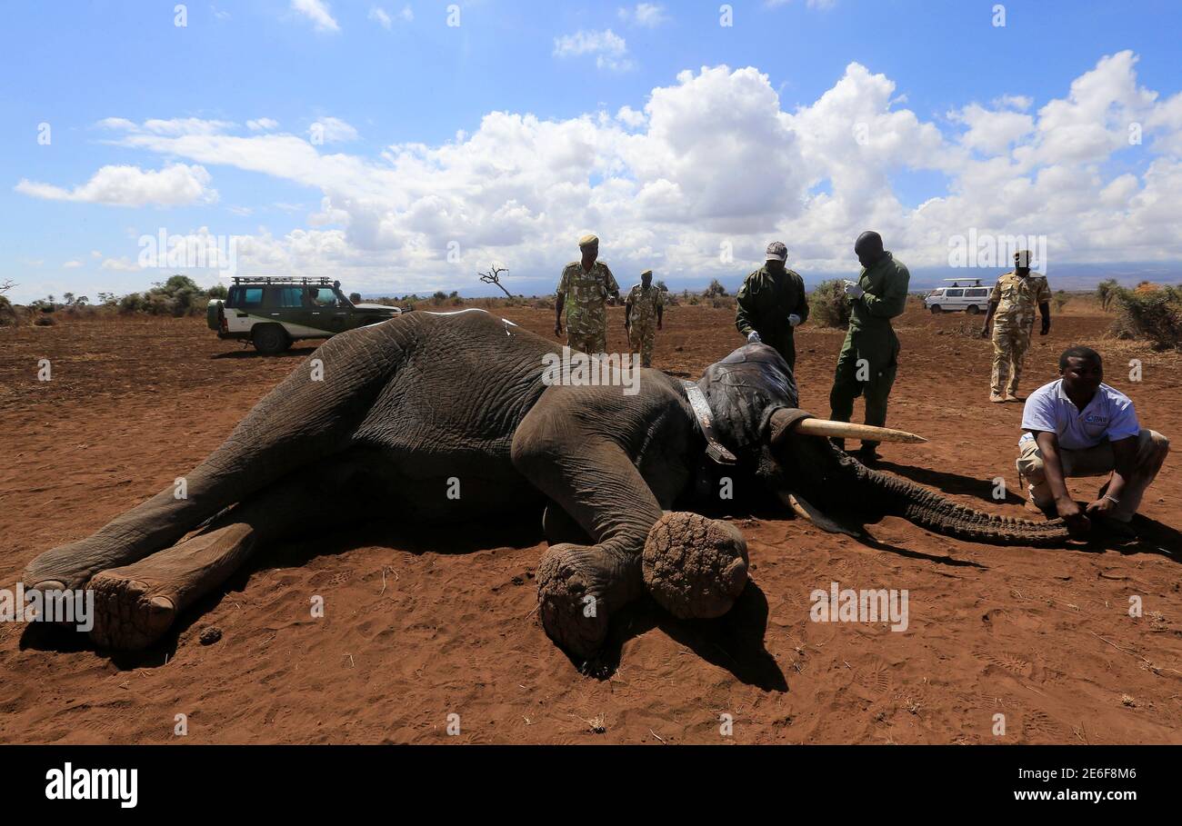 radio tracking collars
