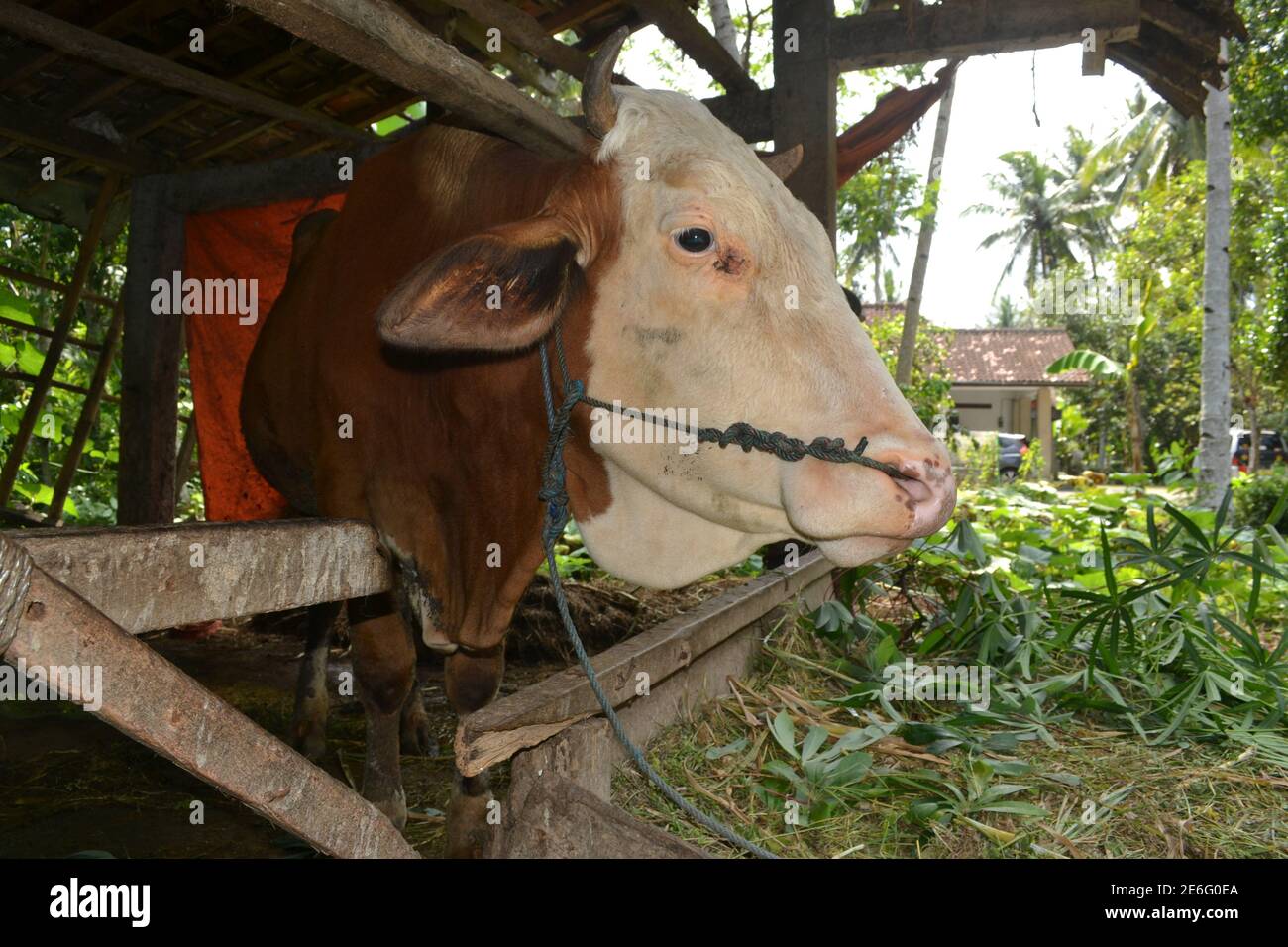le nez et le cou de la vache à tête blanche sont attachés par des cordes stylos à enclos traditionnels en bois pour bétail Banque D'Images