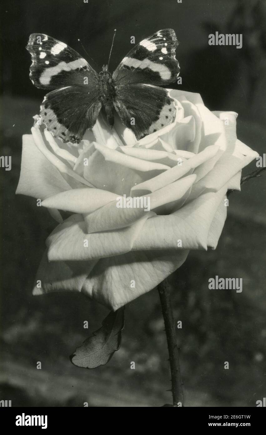 Rose Avec Papillon Banque D Image Et Photos Alamy