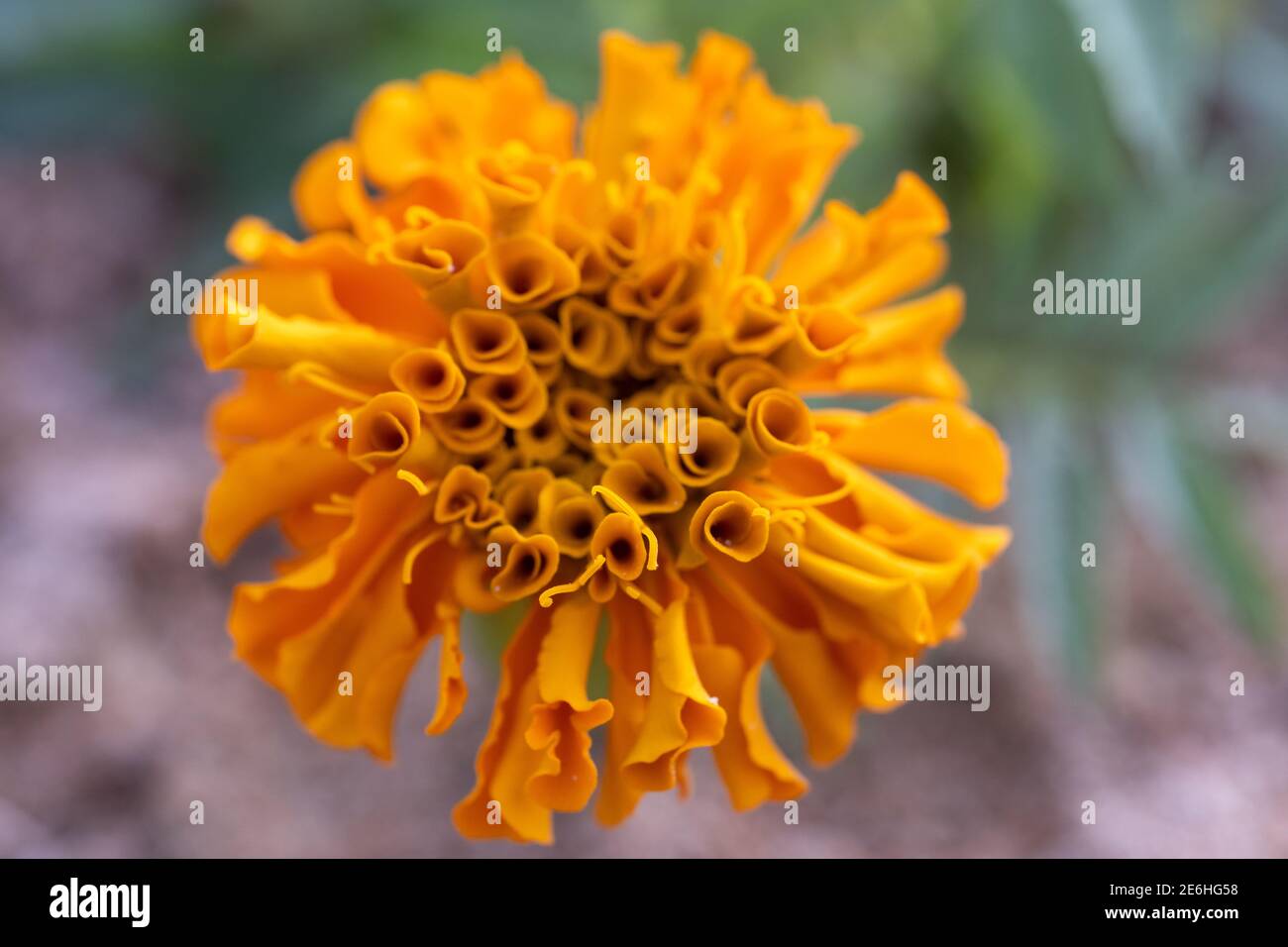 Fleur orange mexicaine Marigold (Tagetes) de la famille des tournesol (Asteraceae) macro gros plan vue détaillée avec fond flou défoqué. Banque D'Images