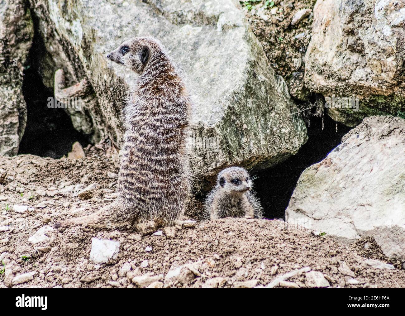 La famille des méerkats sauvages reste vigilants tout en restant à l'affût qui sait quoi Banque D'Images