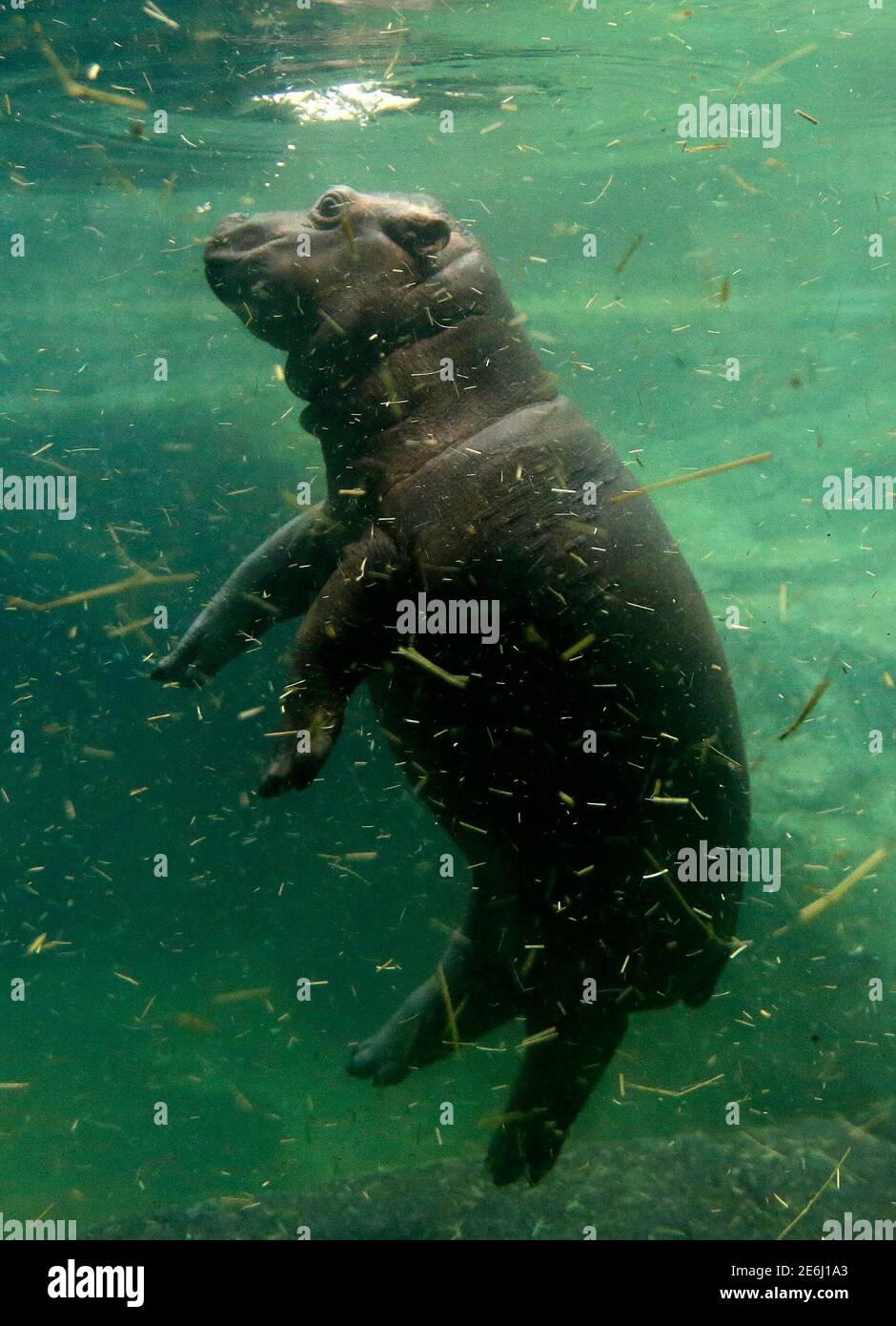 Un Bebe Hippopotame Naque Sous L Eau Dans Son Enceinte Au Zoo De Prague Republique Tcheque Le 24 Fevrier 16 Il Est Ne Le 28 Janvier 16 Reuters David W Cerny Photo Stock Alamy
