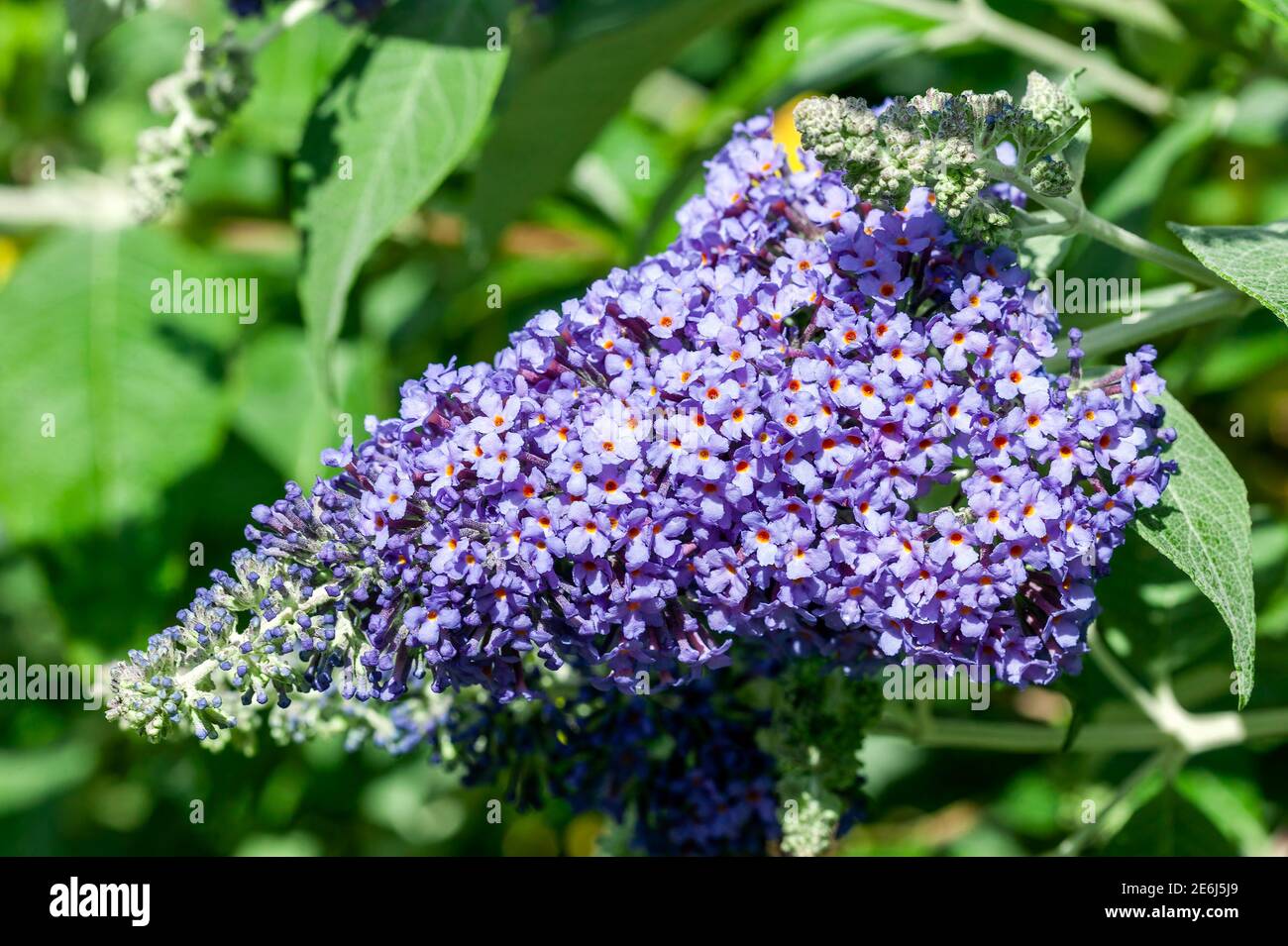 Buddleja falowiana 'Lochinch' plante arbustive à fleurs d'été avec un fleur d'été violet communément connu comme buisson de papillon qui est en fleur de Banque D'Images