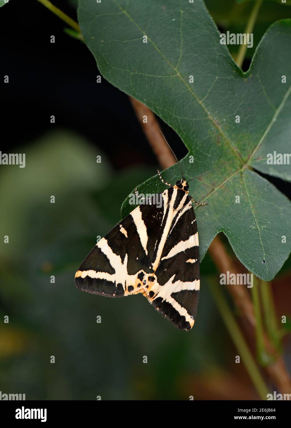 Jersey Tiger Moth: Euplagia quadripunctaria. Surrey, Royaume-Uni. Son aire de répartition s'étend rapidement vers le nord au Royaume-Uni. Banque D'Images