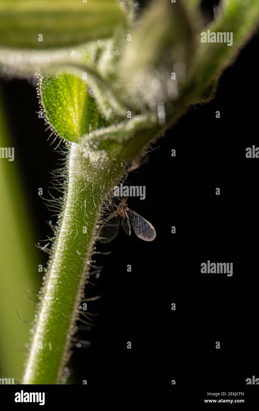 Mouche du chat à fleurs de nuit : Silene noctiflora. Surrey, Royaume-Uni. Insecte coincé sur les poils collants de la tige Banque D'Images