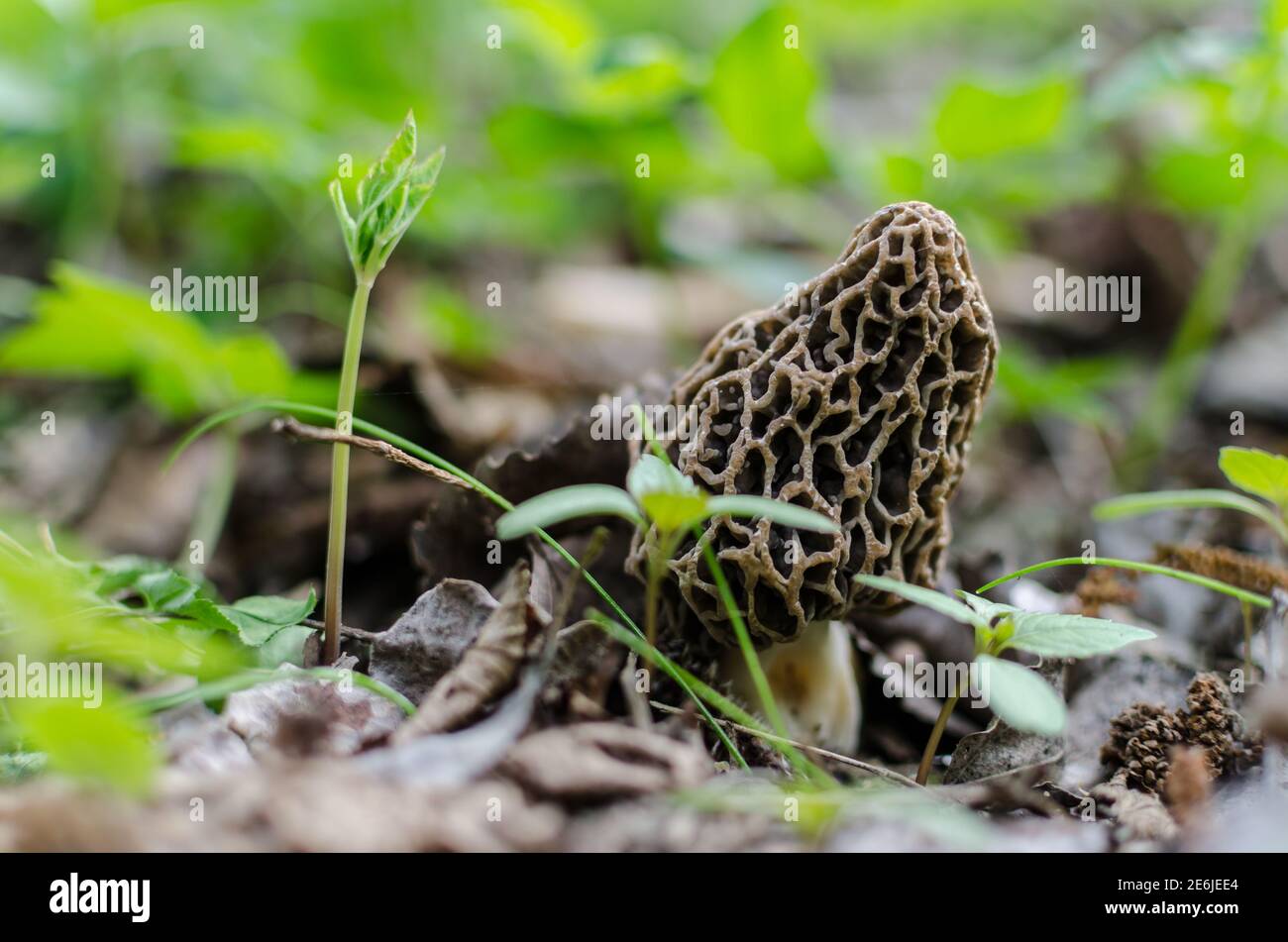 morel frais en forêt et au printemps Banque D'Images