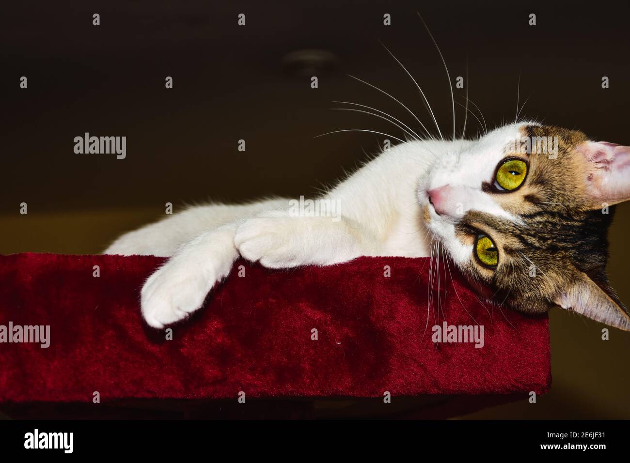 Adorable Chat Blanc Avec Taches Marron Monte Sur Un Canape S Etirant Sa Patte Photo Stock Alamy