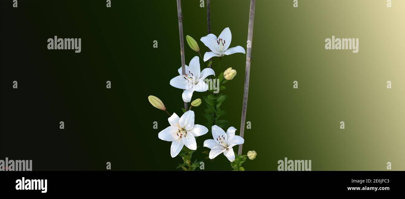 Impression lys eyeliner Banque D'Images