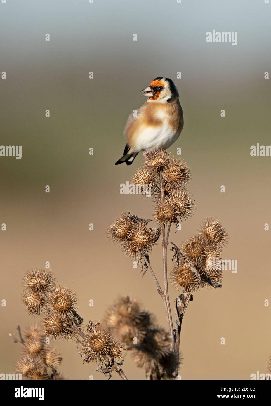 La Goldfinch eurasienne, Carduelis carduelis, se nourrissant des graines de Burdock, North Norfolk, décembre Banque D'Images