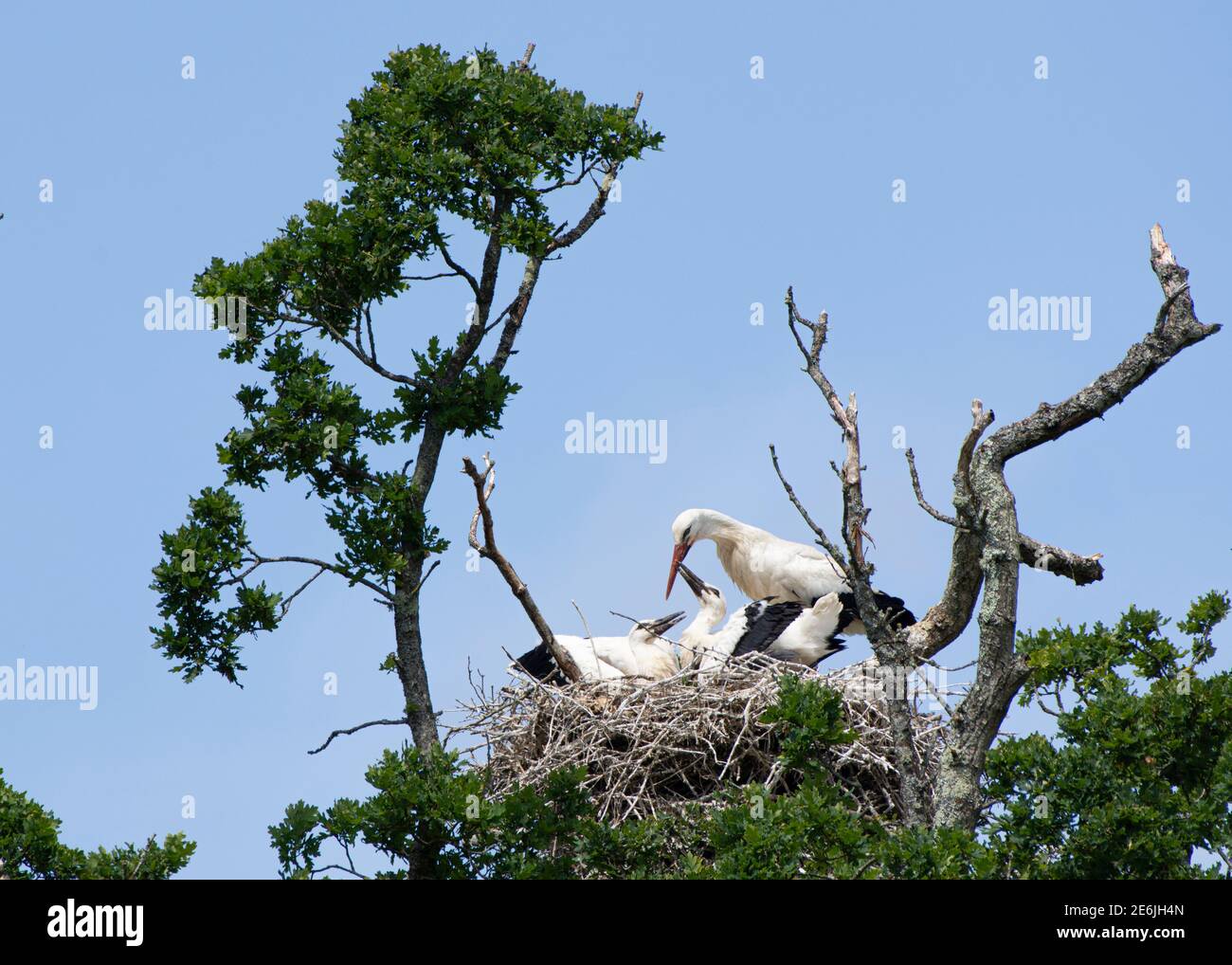 Porc blanc: Ciconia ciconia. Nid dans un chêne. Knepp Estate, Sussex, Royaume-Uni. 2020. Banque D'Images