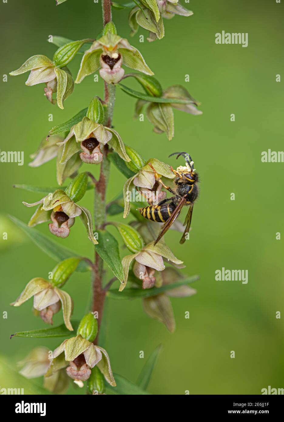 Helleborine à feuilles larges : Epipactis helleborine. Pollinisation par la guêpe saxonne: Dolichovespula saxonica. Surrey, Royaume-Uni. Notez la pollinia sur la tête de Wasp. Banque D'Images