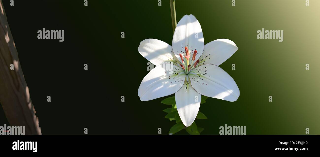 Impression lys eyeliner Banque D'Images