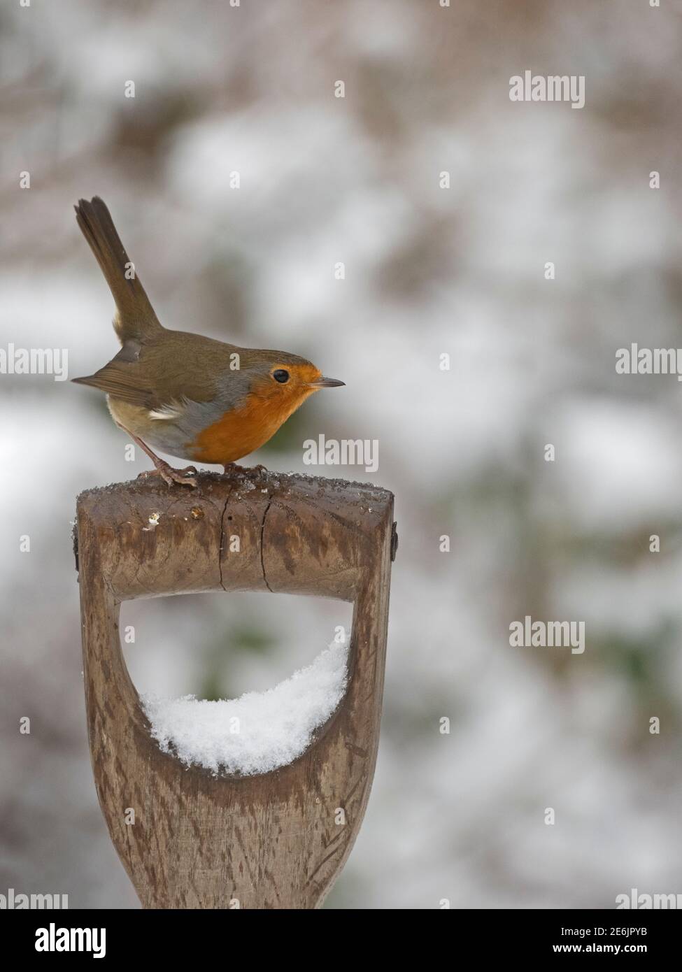 Robin, erithacus rubecula sur manche à fourche dans le jardin en hiver, Norfolk, Royaume-Uni Banque D'Images Robin, erithacus rubecula sur manche à fourche dans le jardin en hiver, Norfolk, Royaume-Uni Banque D'Images
