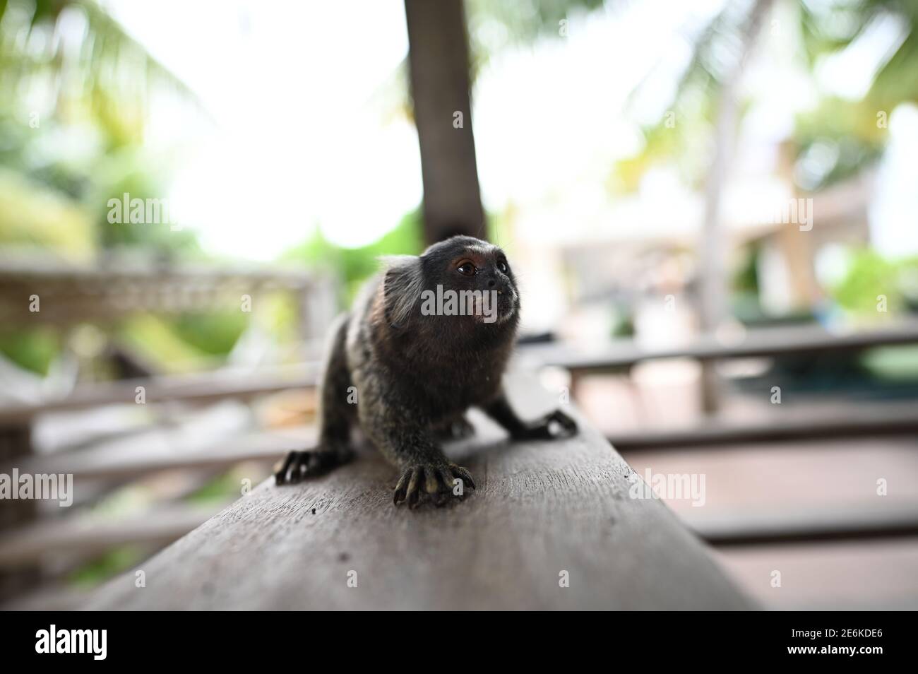 singe marmoset ou singe sagui brésilien Banque D'Images