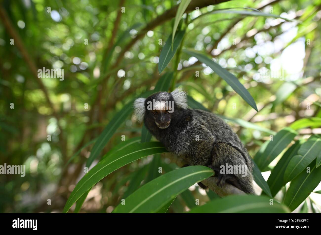 singe marmoset ou singe sagui brésilien Banque D'Images