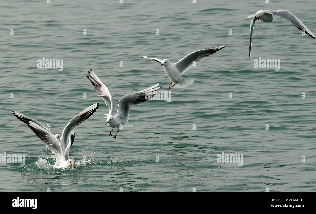 (210129) -- GOUVERNORAT DE HAWALLI, 29 janvier 2021 (Xinhua) -- des oiseaux survolent l'eau dans le gouvernorat de Hawalli, Koweït, 29 janvier 2021. (Photo par Asad/Xinhua) Banque D'Images