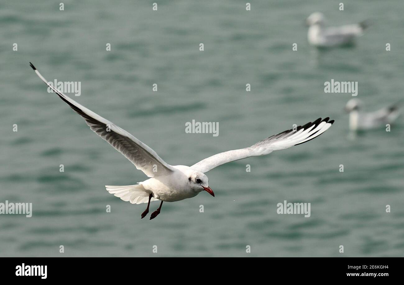 (210129) -- GOUVERNORAT DE HAWALLI, 29 janvier 2021 (Xinhua) -- UN oiseau vole au-dessus de l'eau dans le gouvernorat de Hawalli, Koweït, 29 janvier 2021. (Photo par Asad/Xinhua) Banque D'Images