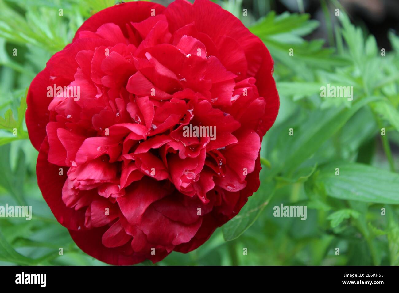arrière-plan fleurs grand pivoine rouge sur le lit sont grand plan. Banque D'Images
