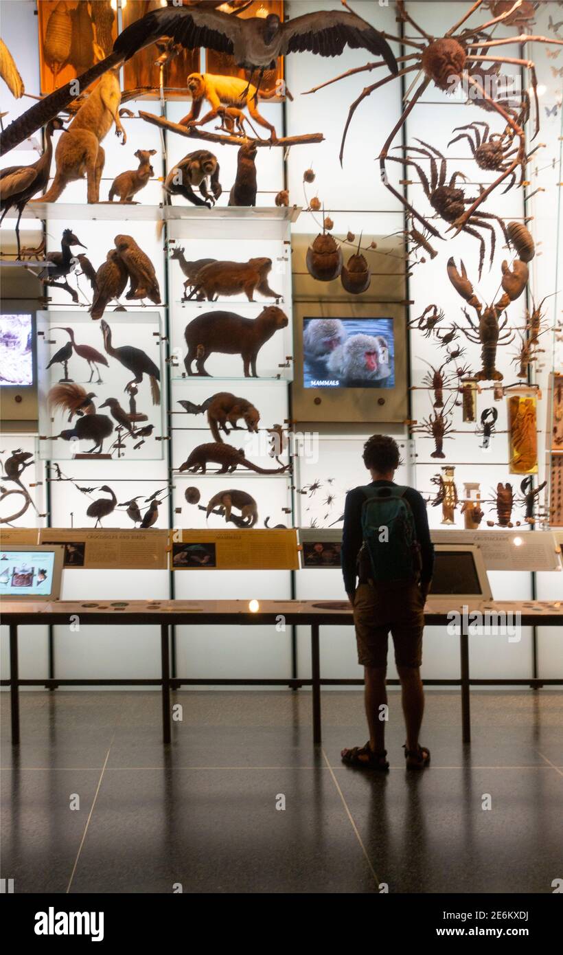 Collection de plantes au Musée américain d'Histoire naturelle de New York Banque D'Images